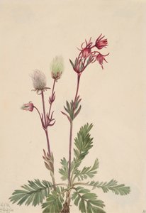 Prairie-Smoke Sieversia ciliata by Mary Vaux Walcott