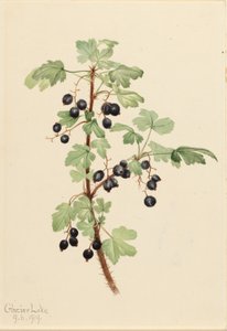 Prickly Currant by Mary Vaux Walcott