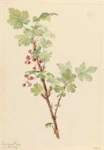 Prickly Currant