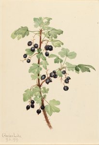 Prickly Currant, 1919