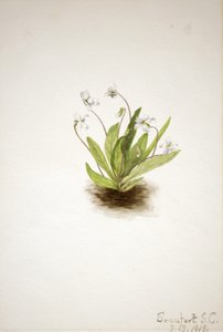 Primrose Violet Viola primulifolia