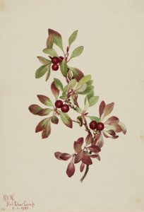 Ptarmiganberry, 1922