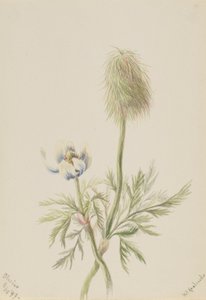Pulsatilla Occidentalis