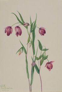 Purple Fairy Lantern Calochortus Anoenum, 1936 by Mary Vaux Walcott