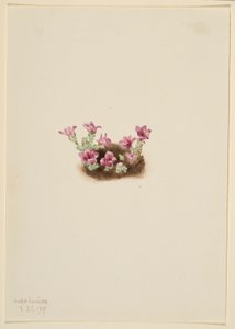 Purple Saxifrage