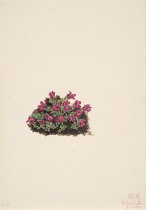 Purple Saxifrage by Mary Vaux Walcott
