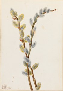 Pussy Willow (Salix discolor) by Mary Vaux Walcott