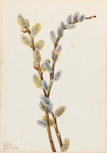 Pussy Willow by Mary Vaux Walcott