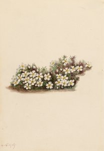 Pyxie Pyxidanthera Barbulata, 1919