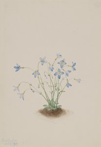 Quakerladies Houstonia Caerulea