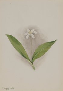 Queencup (Clintonia uniflora) by Mary Vaux Walcott
