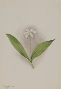 Queencup Clintonia uniflora by Mary Vaux Walcott