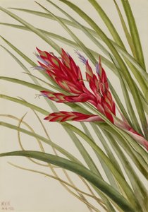 Quill-Leaf Tillandsia by Mary Vaux Walcott