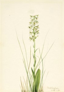 Ragged Fringe-orchid (Habenaria lacera) by Mary Vaux Walcott