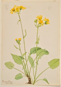 Ragwort (Senecio burkei) by Mary Vaux Walcott