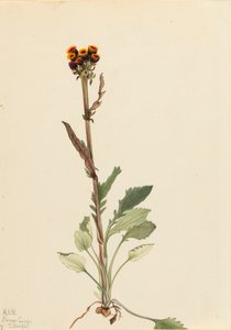 Rayless Groundsel Senecio Pauciflorus by Mary Vaux Walcott