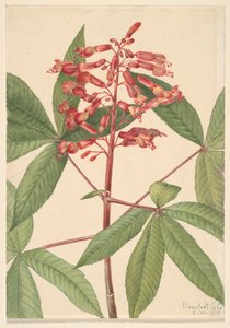 Red Buckeye Aesculus pavia, 1918 by Mary Vaux Walcott
