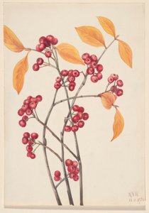 Red Chokeberry