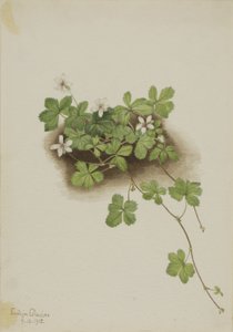 Red Dewberry (Rubus pedatus)