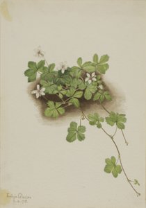 Red Dewberry Rubus Pedatus