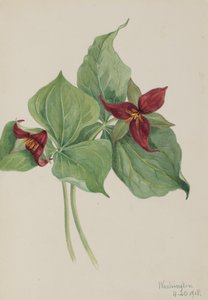 Red Trillium