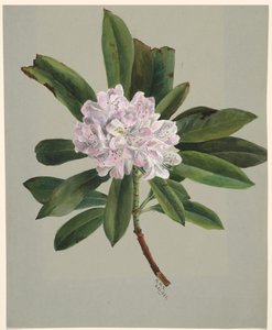 Rhododendron Rhododendron maximum by Mary Vaux Walcott
