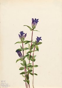Riverbank Gentian Gentiana affinis by Mary Vaux Walcott