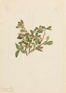 Rock Willow Salix petrophila