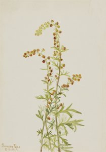 Rock Wormwood Artemisia discolor, 1917 by Mary Vaux Walcott
