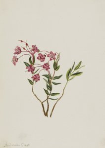 Rocky Mountain Kalmia