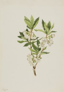 Rocky Mountain Rhododendron Rhododendron Albiflorum by Mary Vaux Walcott