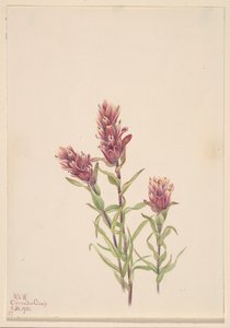 Rose Paintbrush by Mary Vaux Walcott