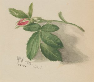 Rosebud, 1872 by Mary Vaux Walcott