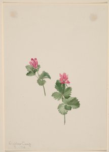 Rubus articus by Mary Vaux Walcott