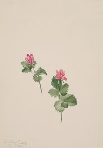 Rubus articus