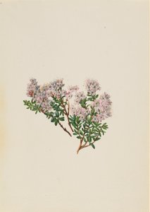 Sand Myrtle