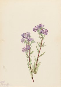 Sand Phacelia Phacelia Linearis by Mary Vaux Walcott