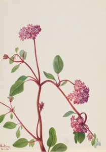 Sand Verbena