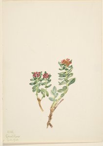 Sanifoiga Adscendeus