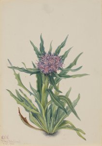 Saussurea by Mary Vaux Walcott