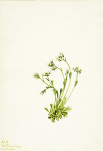 Saxifrage