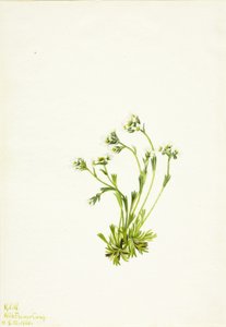 Saxifrage, 1924