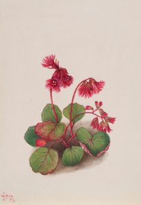 Schizocodon soldanelloides by Mary Vaux Walcott