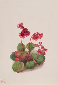 Schizocodon soldanelloides, 1936 by Mary Vaux Walcott