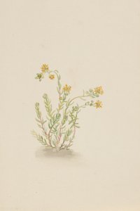 Sedum stenopetalum by Mary Vaux Walcott