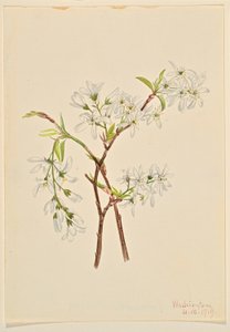 Shadbush (Amelanchier oblongifolia) by Mary Vaux Walcott