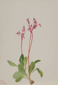 Shooting Star (Dodecatheon hendersonii)