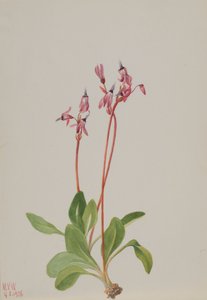 Shooting Star Dodecatheon hendersonii
