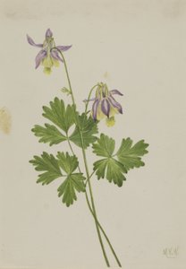 Shortspur Columbine (Aquilegia brevistyla)