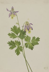 Shortspur Columbine Aquilegia brevistyla, 1907
